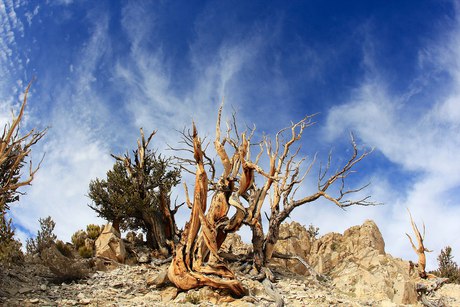 Ancient Bristlecone Pine Forest, California
