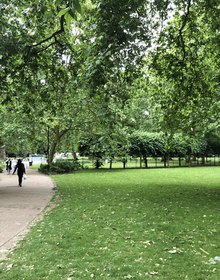 A Bloomsbury garden square under its plane trees