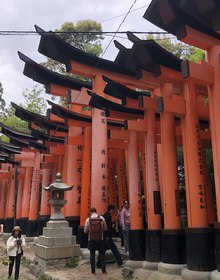 Rows of torii climbing the hillside