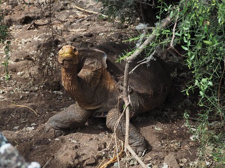 Galápagos giant tortoises