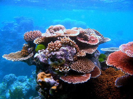 A coral outcrop on Flynn Reef