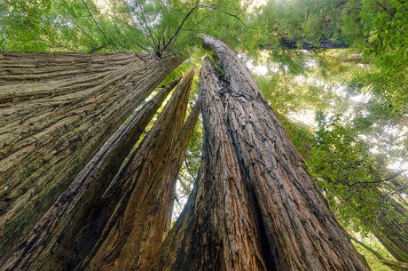 Hyperion, Redwood National Park