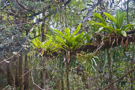 Bird's-nest ferns on a rainforest branch