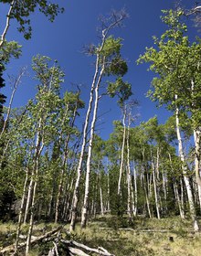 White aspen trunks rising from deadfall under deep blue sky