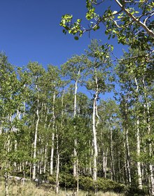 The grove's sunlit canopy seen from below