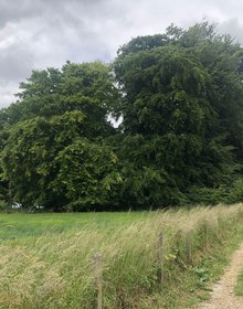 The path and its beech clump