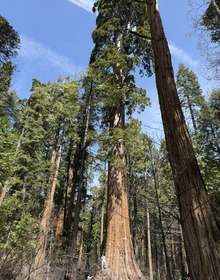 Looking up the trunks of giant sequoias
