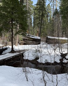 A fallen giant in the snow